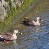 あっちにいるカモ～こっちにもいるカモ🦆