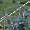 【ドメインパワー確認】「はりあいライフ！」