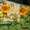 夏休みの「小羊組」