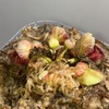 セファロタス成長記録=2026/6月24日 #食虫植物 #セファロタス #icos #著作権無料 #BGM