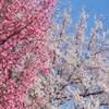 熊本城 梅の花 ２０２２年 開花？