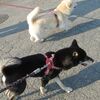 タバサねーちゃん、弾む足取りでお散歩です