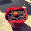 【2022初夏】プチトマトの実から種を採って苗作りし、ペットボトルで育てて夏にはウハウハになるぞ！その１
