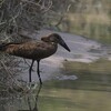 シュモクドリ(Hamerkop)