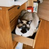 新しい仕事が決まったよ