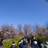 羽根木公園で、梅まつり