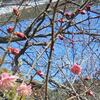 谷尾崎梅林公園・浄池廟