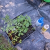 新入りの植え付け完了！