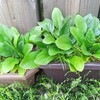 ほうれん草収穫しました。