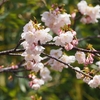 荒川神社「早咲き桜」