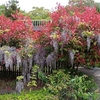 香川県三豊市にある石鎚神宮で桜と藤が満開