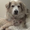 動物シェルターの猫と犬のカップルが愛らしい感動動画