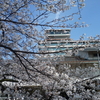 堀川の桜