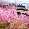 EF66 (5097レ）　根府川駅のおかめ桜