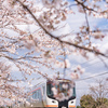 満開の桜とひだ