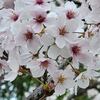 八本松公園の桜