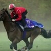 ニエル賞 マカヒキがルメール背に併せ馬で追われる 「競馬レース結果ハイライト」2016年≪競馬場の達人,競馬予想≫競馬調教 競馬追い切り調教 . ハイライト競馬レース結果 ハイライト競馬レース結果