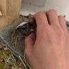 しろごまあん1518日目