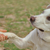 犬のしつけ法を徹底解説！愛犬との良い関係を築く方法