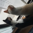 ねこを飼おうと思います