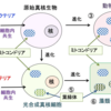 じじぃの「ミトコンドリア・細胞内共生説とは何か？共生の雑学」