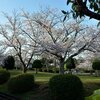 公園の桜