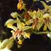 カカオの花