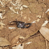 クワガタの天敵って誰？　カラスとタヌキによる捕食と、食べられる個体は大きい傾向の紹介