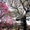 スズメは桜が大好き？僕は君が大…（桜特集③）