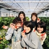 完熟いちご🍓狩り情報1月25日(金)休園日です‼️