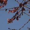 桜が咲いていた！　しかも2本！