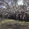 同期の桜🌸