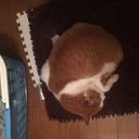 こつぶ　おおつぶ日記