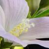 ハイビスカス　ロバツス　　　　精霊の守り花　　　　　　千葉県市川浦安アスファルト脇植物園・自宅
