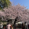 アジアな空間　その２０７９　上野公園の桜たちをパトロール　の巻