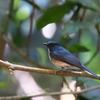 ハイナンヒメアオヒタキ Hainan Blue Flycatcher