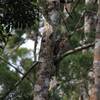 パプアガマグチヨタカ(Papuan Frogmouth)