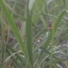 アジアマミハウチワドリ Plain Prinia