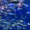 母と行く鳥羽一泊旅｜答志島・亀の井ホテル・鳥羽水族館で過ごすゆったり2日間
