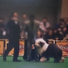 OLD ENGLISH SHEEPDOG