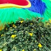 中国河南省開封市 第４２回開封菊花文化節（菊祭り）前の町の様子について