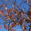 仙波湖畔の「四季桜」・・