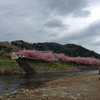 河津の桜を見に行ってみた。