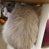 ベッドがとても気に入っているふくちゃん