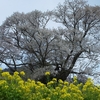 仏隆寺の桜