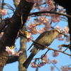 花が長かった今年のサクラ