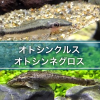 オトシンタイガーの飼育方法 餌や繁殖 混泳 苔取り能力について たなごgo