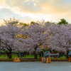 静岡まつり 桜・手筒花火 ～ by 空倶楽部