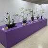 いけばなの根源池坊展「花 いのち みらい」札幌花展を見に丸井今井へ行ってきました