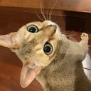 ザリガニを釣る夢をみる